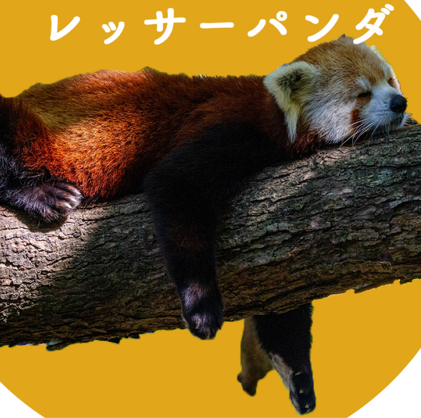レッサーパンダ