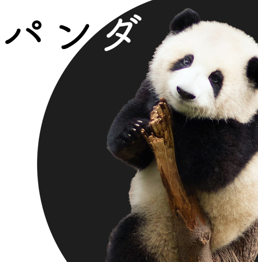 パンダ